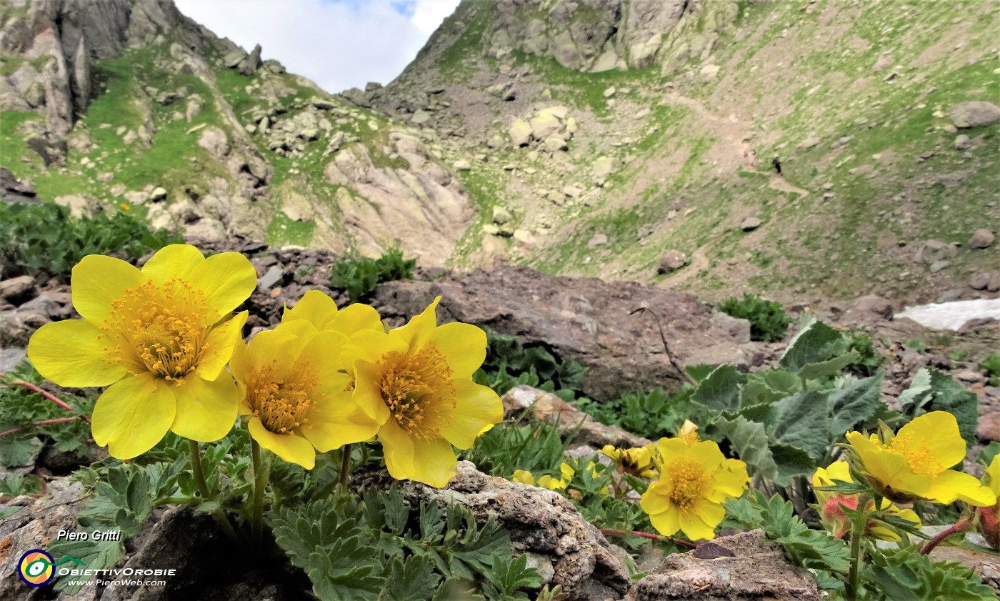 49 Ambretta strisciante (Geum reptans).JPG -                                